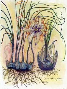 FaunaFlora