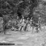 in the company of wolves