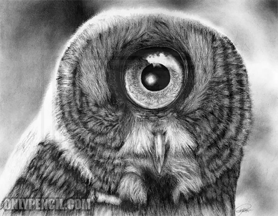 Evolution Great Gray Owl by Lisandro Pena