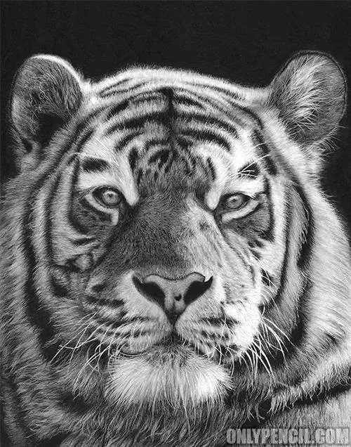 Tiger by Lisandro Pena