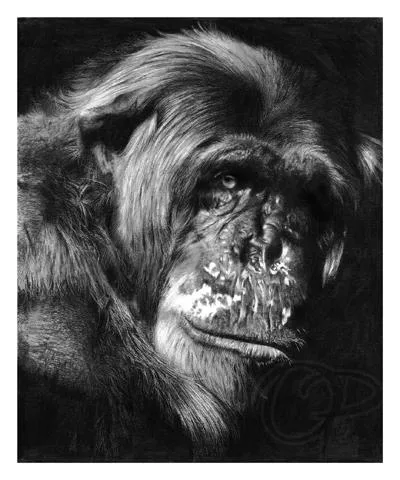 Chimp by Lisandro Pena