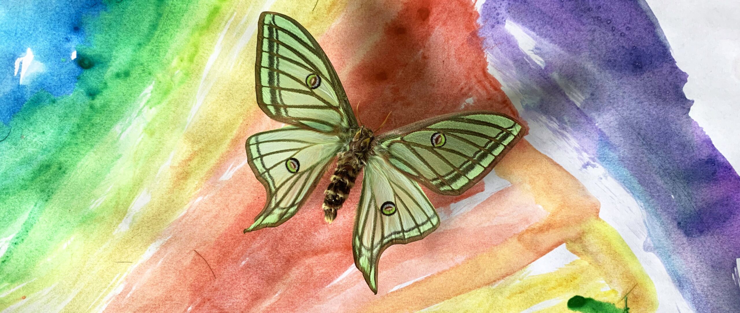 From the Heart by Andrew Markey - Insect art